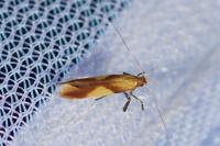 Caloptilia robustella