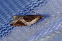 Ancylis unculana