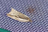 Ancylis apicella