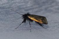 Adela reaumurella