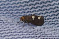 Incurvaria masculella