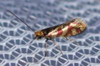 Micropterix tunbergella