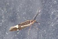 Esperia sulphurella