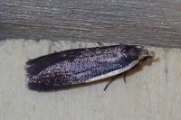 Nothris lemniscellus