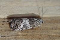 Spilonota laricana