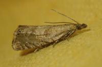 Dichrorampha alexandrae
