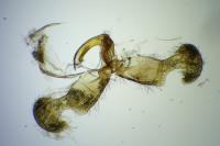 Dichrorampha alexandrae