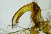 Dichrorampha alexandrae