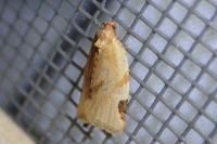 Paramesia gnomana