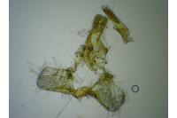 Paramesia gnomana