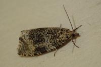 Celypha lacunana