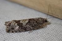 Zeiraphera griseana