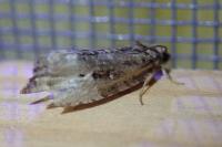 Hedya nubiferana
