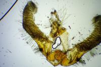 Hedya nubiferana