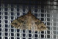 Alucita hexadactyla