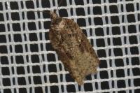 Acleris