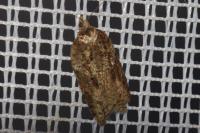 Acleris