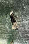 Trichophaga bipartitella
