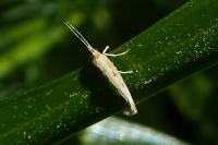 Plutella xylostella
