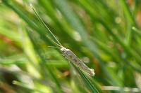 Plutella xylostella