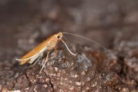 Caloptilia betulicola