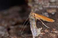 Caloptilia betulicola