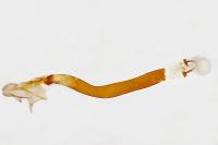 Caloptilia betulicola