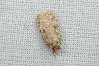 Agonopterix ferocella