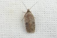 Agonopterix purpurea