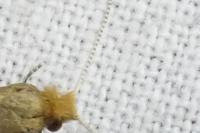 Nematopogon adansoniella