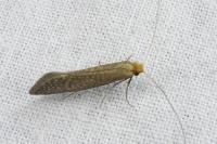 Nematopogon adansoniella