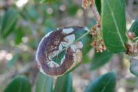 Metriochroa latifoliella