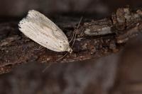 Agonopterix pallorella
