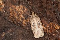 Agonopterix arenella