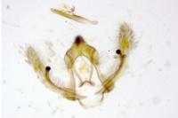 Cnephasia cupressivorana