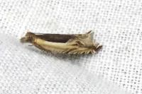 Ancylis apicella