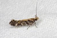 Aristotelia decoratella
