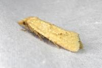 Cochylimorpha meridiana