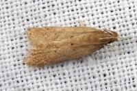 Helcystogramma lutatella