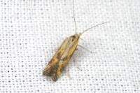 Metzneria artificella