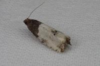 Notocelia roborana