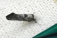 Paraswammerdamia albicapitella