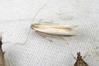 Pleurota aristella