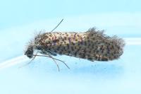 Dyseriocrania subpurpurella
