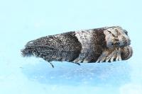 Pammene luedersiana