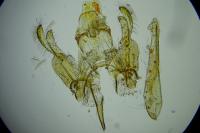 Klimeschiopsis maritimaealpina