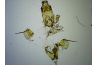 Teleiodes saltuum