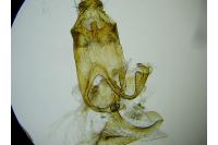 Teleiodes saltuum