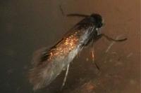 Heliozela lithargyrellum