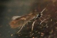 Heliozela lithargyrellum